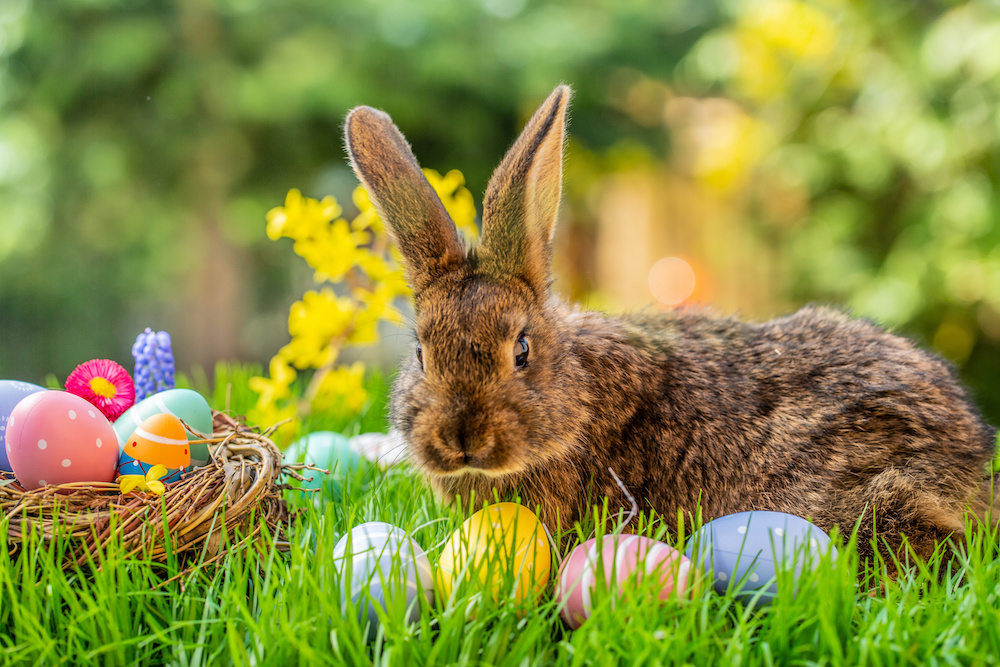 easter bunny and eggs You can still enjoy Easter with braces in Charleston SC